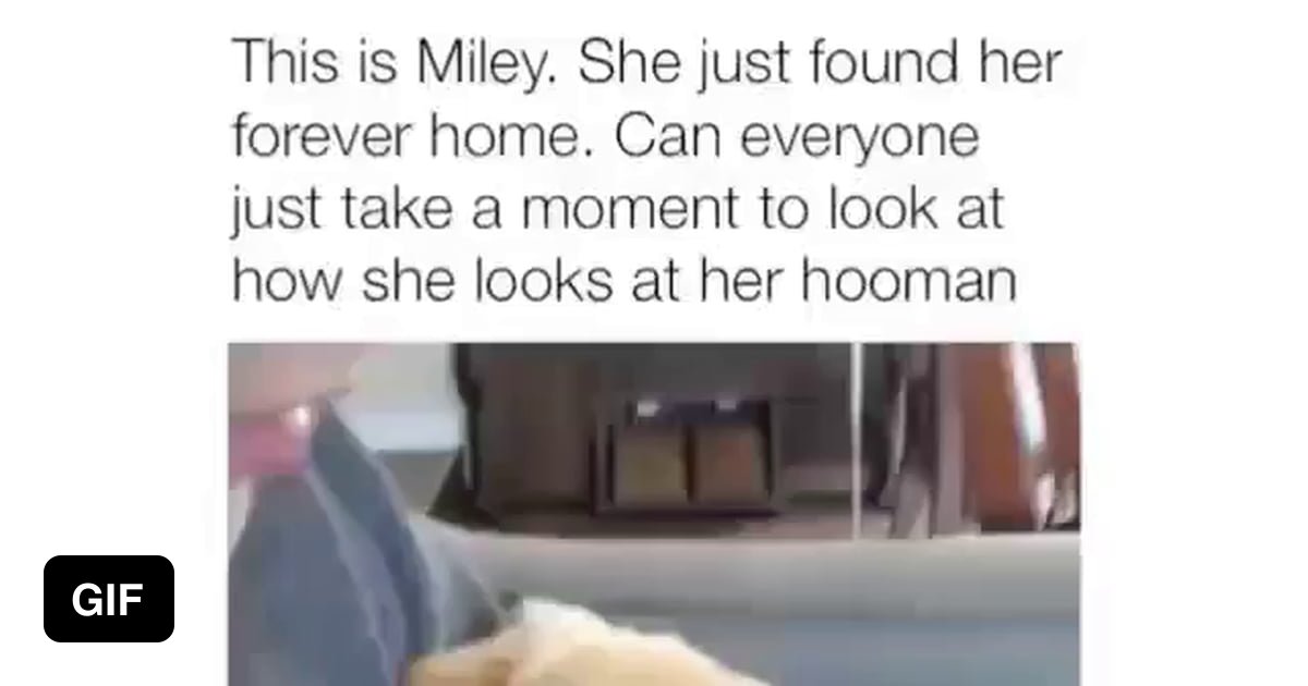 Forever Home - 9GAG