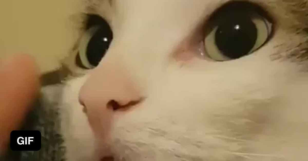Cat.exe is not responding 9GAG
