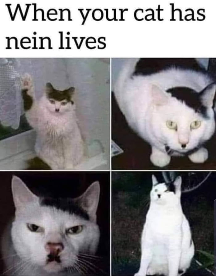 Звуки зовущей кошки