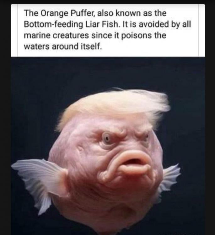 Uncertain Fish A new species of fish has been discovered. Not certain whether or not ...