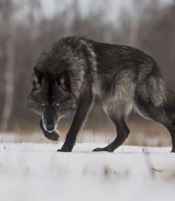 A Northwestern Wolf - 9GAG