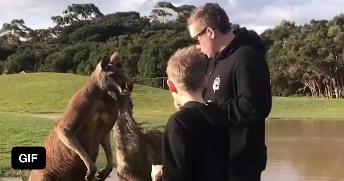 Kangaroo punches kid square in the face 9GAG