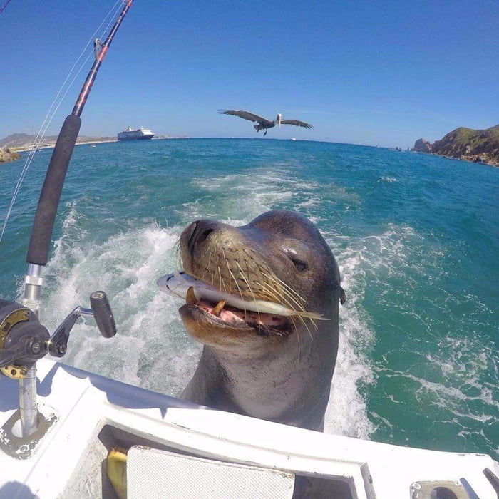 Seal showing the fisherman his catch. - 9GAG
