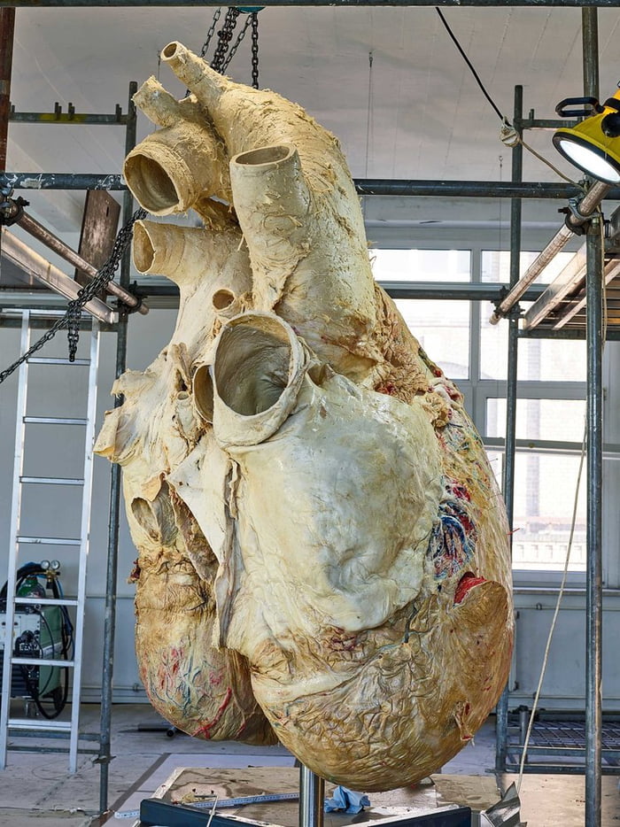 preserved-200-kilos-blue-whale-heart-440-pounds-9gag