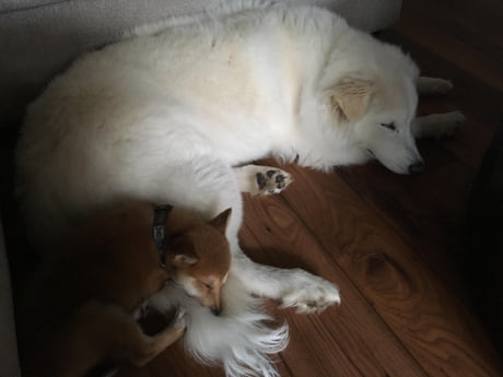 Luna Blue Eyed Samoyed Stella Shiba Inu Napping 9gag