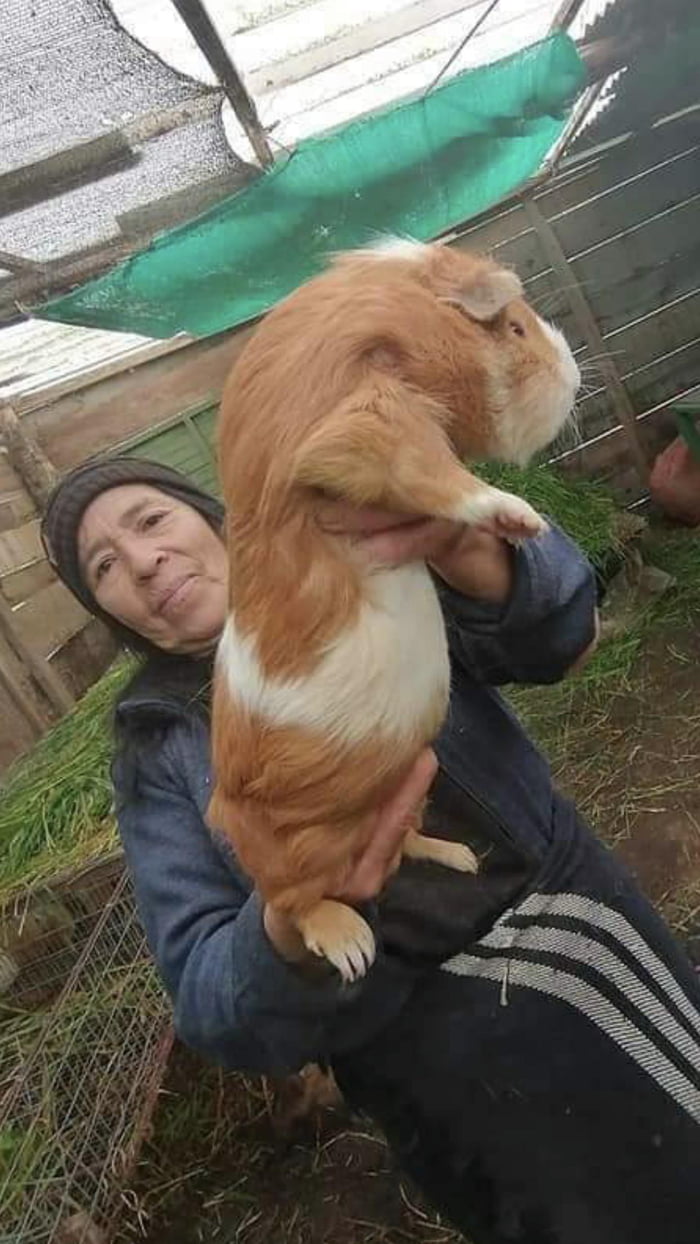 Giant Guinea Pig 9GAG   A8E6P6O 700b 