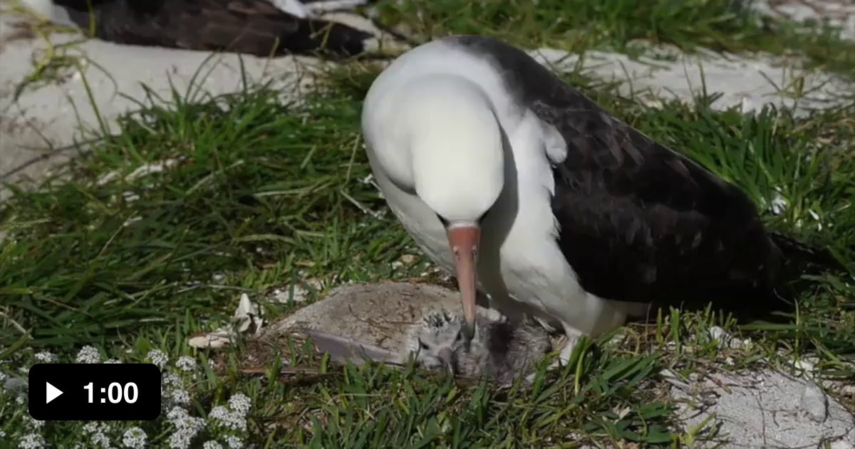 At 70 years old, the world's oldest known wild bird just become a ...