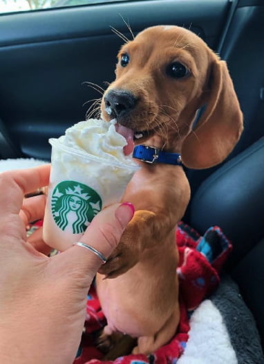 puppuccino starbucks canada