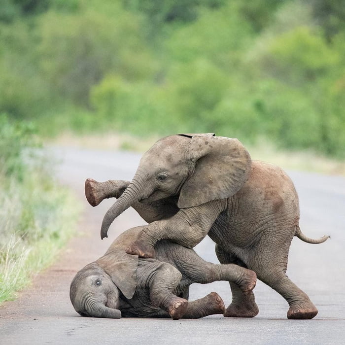 Elephants are intelligent, social, empathetic animals who display 'ah