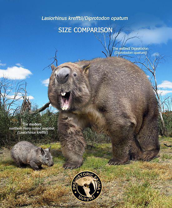 Diprotodon Optatum Was Not Only The The Largest Terrestrial Mammal Of diprotodon-optatum-was-not-only-the-the-largest-terrestrial-mammal-of