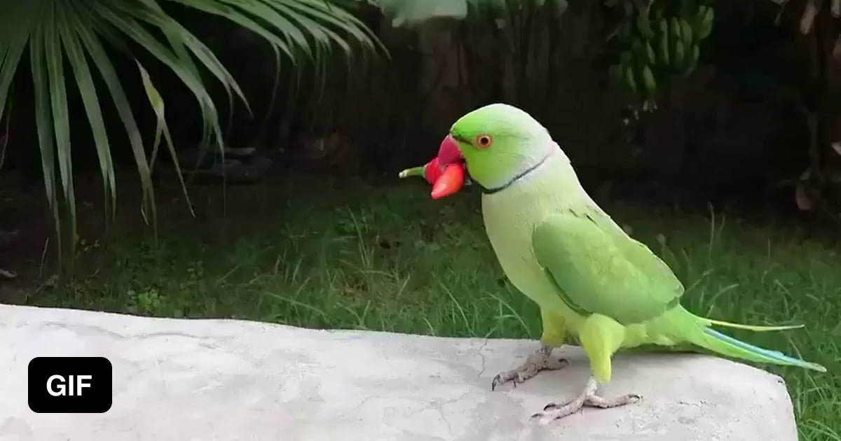Parrot eating Chili pepper. They don't experience the heat 9GAG
