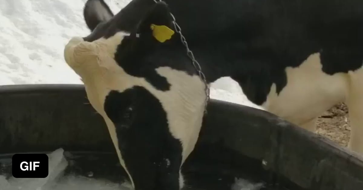 Cow blowing bubbles 9GAG