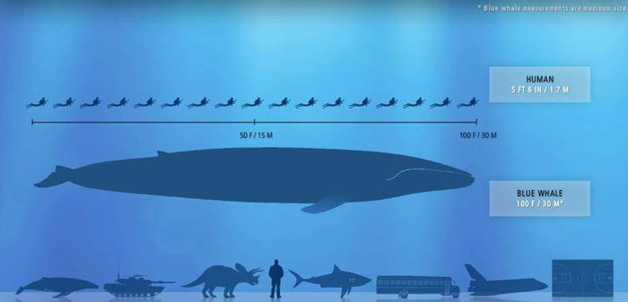 The Old Blue Whale That s Bigger Than A Person And A Person Bigger Than 