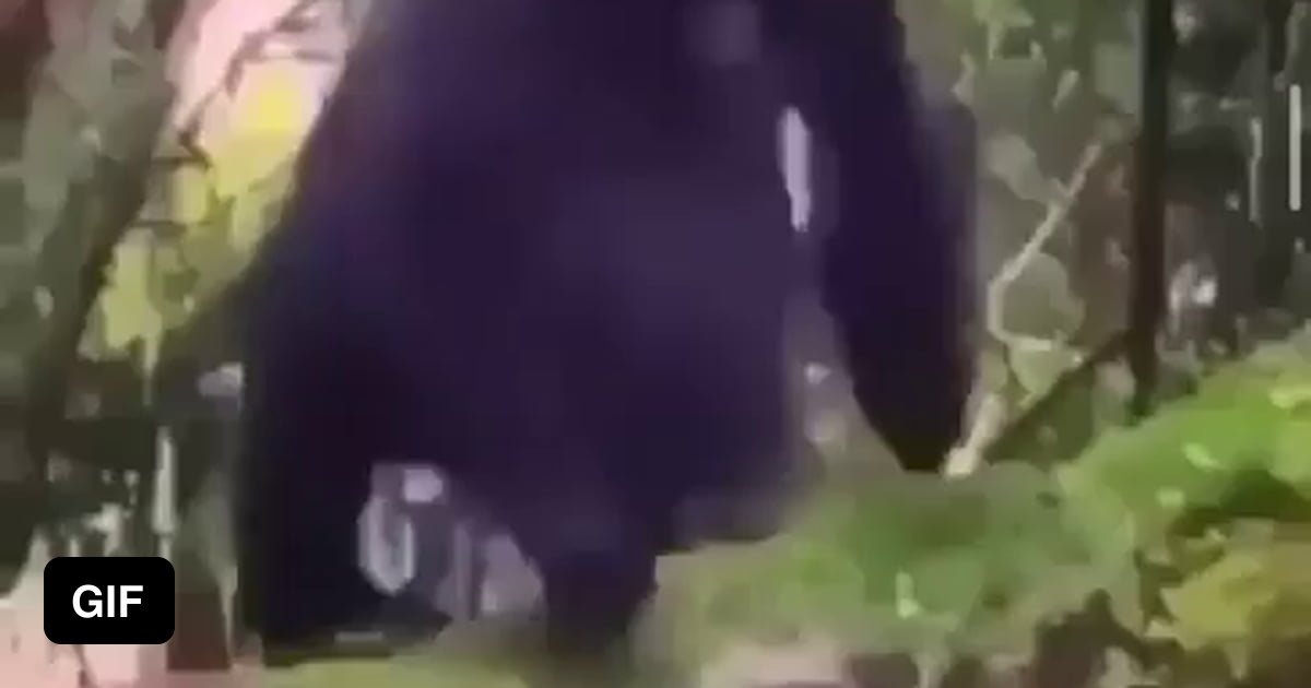 King of The Jungle - 9GAG