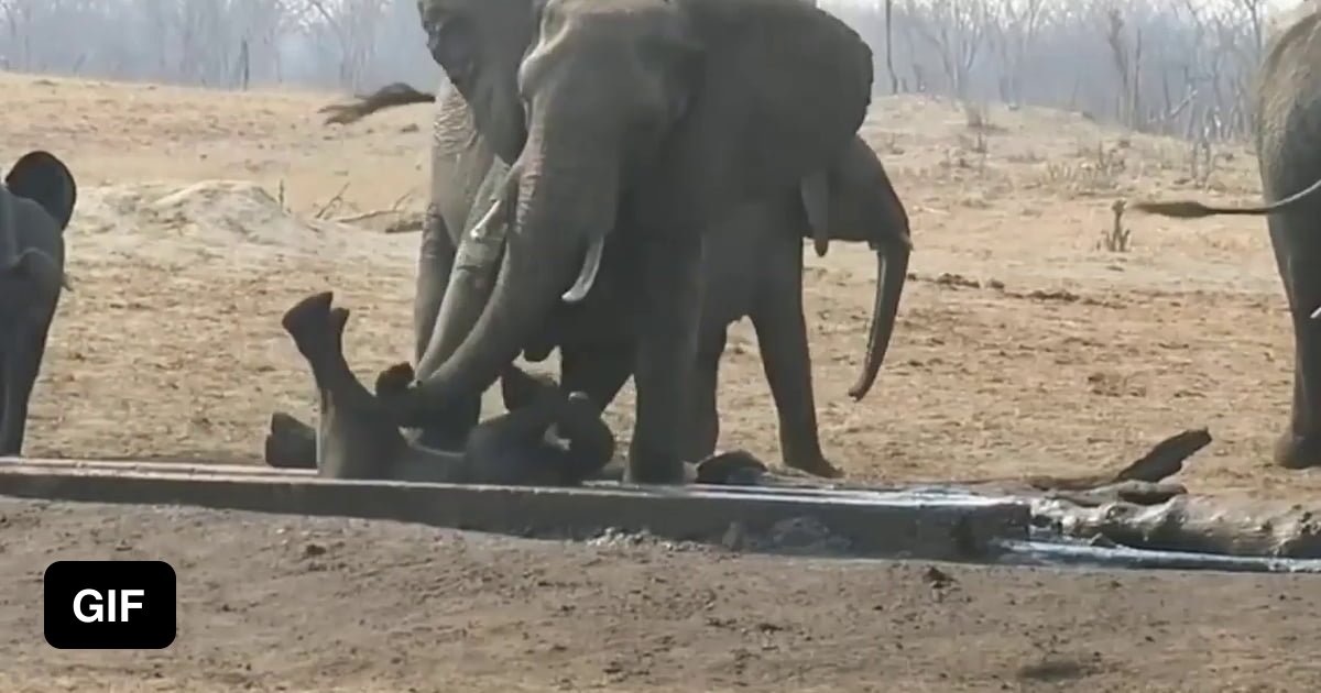 Mother elephant doesn't give in to peer pressure from the herd, to