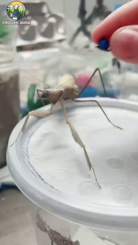 A dapper fellow