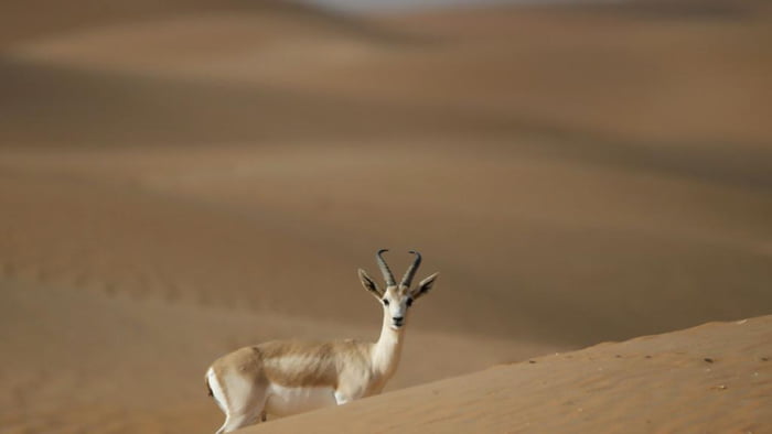 The Arabian sand gazelle (Gazella marica) or rheem (Arabic: ريم‎) is a ...