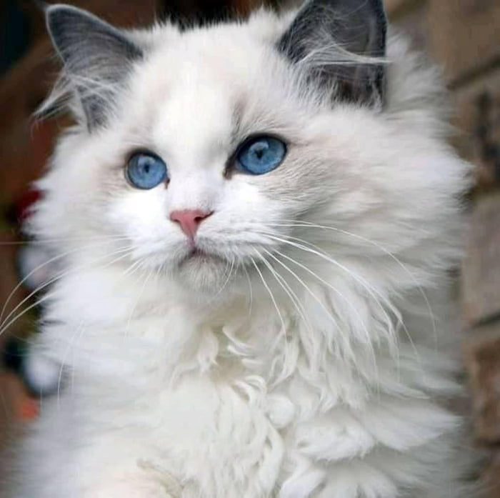 Such a stunning kitty! - 9GAG