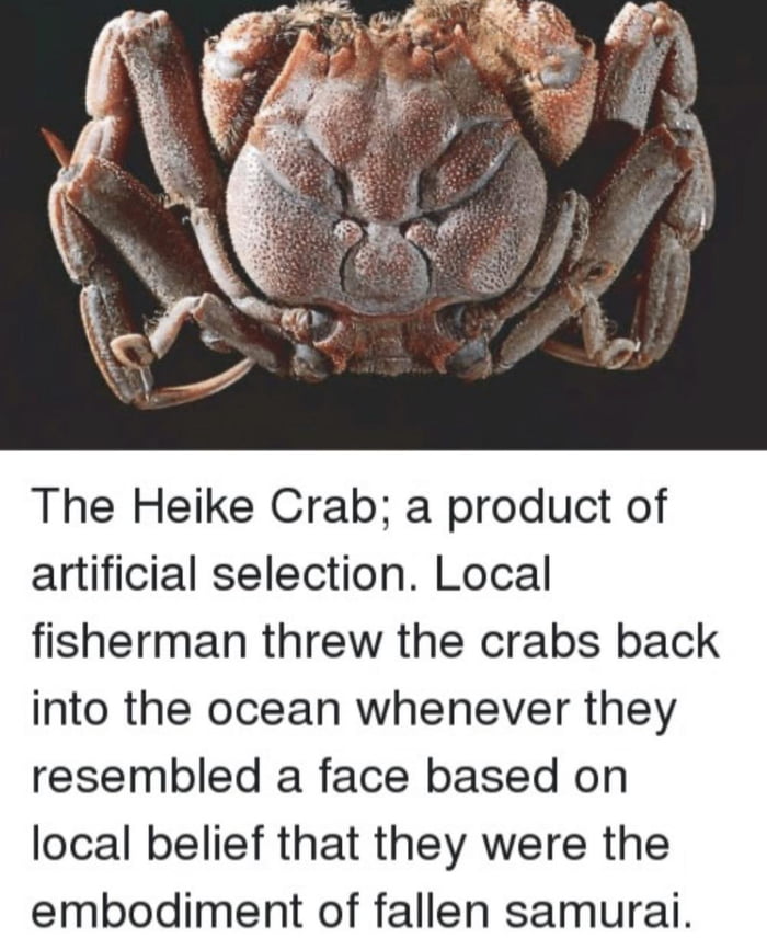 The Heike Crab, a product of artificial selection when fisherman threw