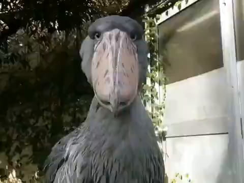 shoebill storks are living dinosaurs