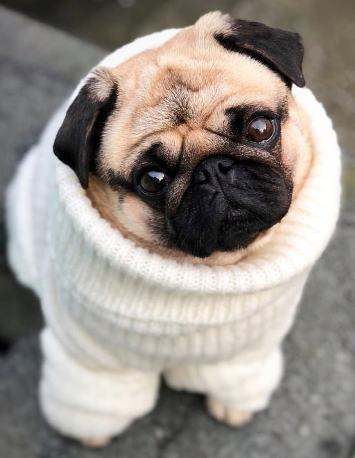 Super cute sweater pug!!! - 9GAG