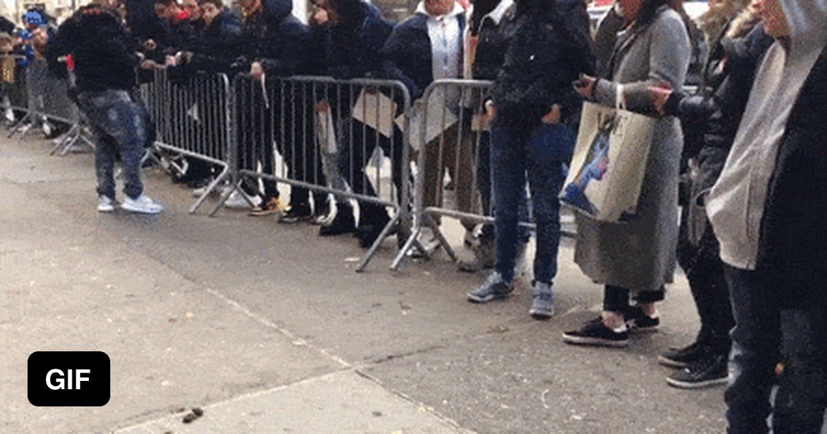 A dog pooped on the street in New York 2017 and everyone was waiting