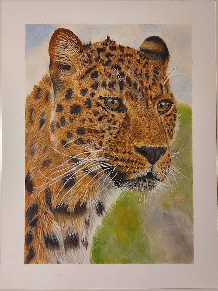 Leopard in colored pencil. Took me three weeks to complete. Probably ...