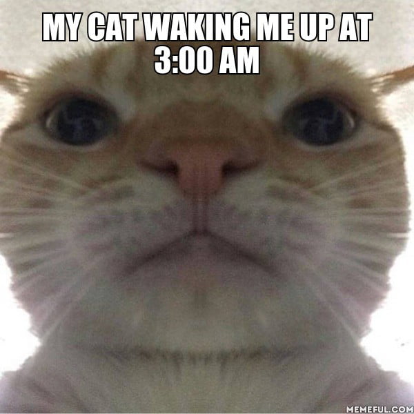 Why Does My Cat Wake Me Up Every Two Hours