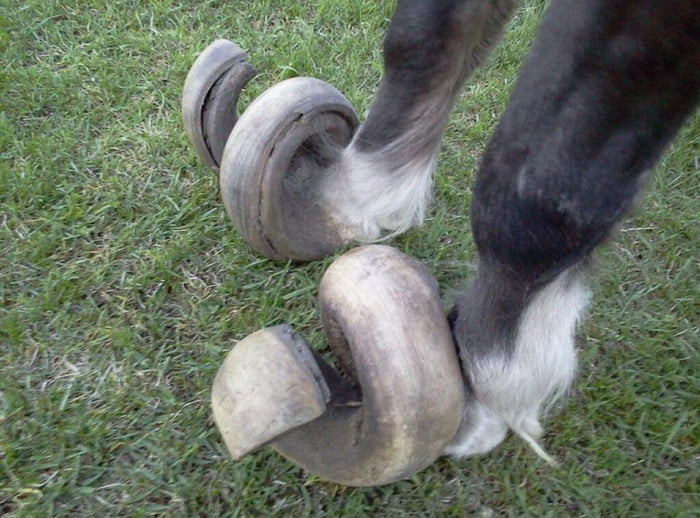 What Happens When You Don T Trim Your Horse S Shoes 9gag