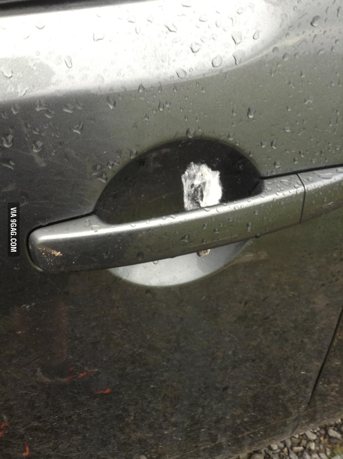 Bird poo accuracy 9GAG