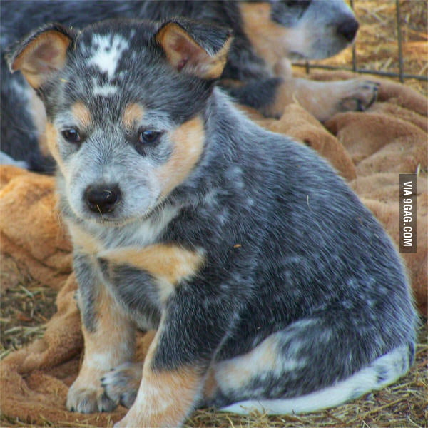 Blue Heeler puppy - 9GAG