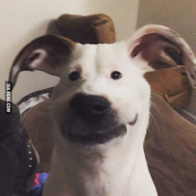 So I tried those new Snapchat filters on my dog... - 9GAG