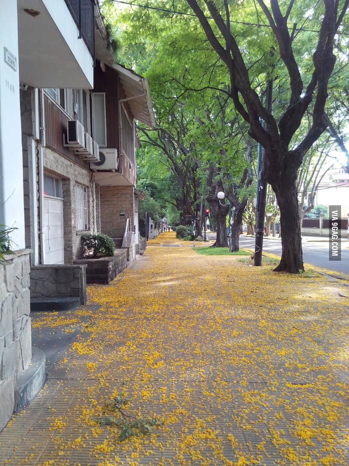 My city sidewalks painted yellow by flowers 9GAG