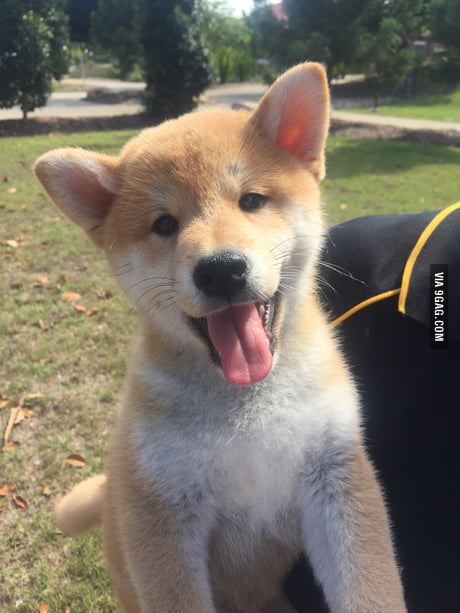 10 Week Old Shiba Inu On 9gag