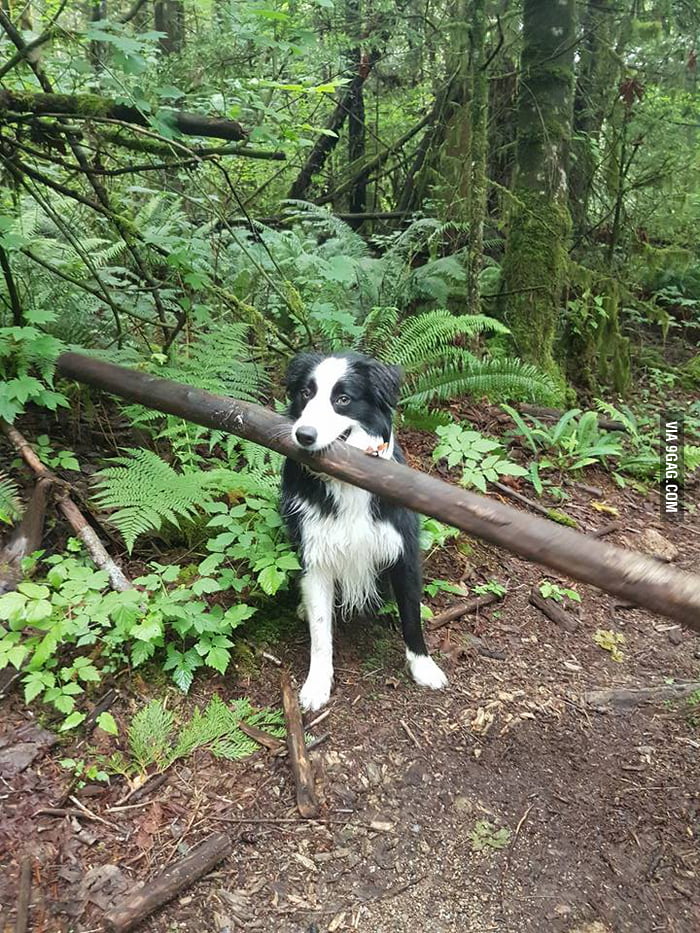 He insisted that this was the stick we were going to play fetch with - 9GAG
