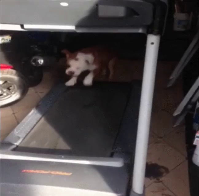 Excited bulldog jumping on a treadmill 9GAG