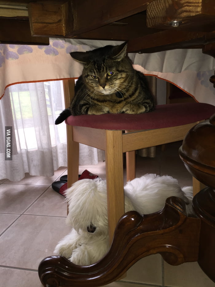 I think my cat hates my dog.. 9GAG