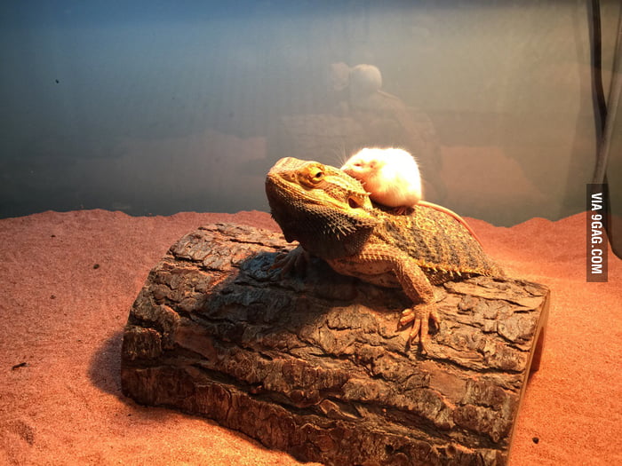 This Bearded Dragon Was Fed A Mouse Each Week For Some Reasons He Wouldn T Eat This One And Now They Re Apparently Best Friends 9gag