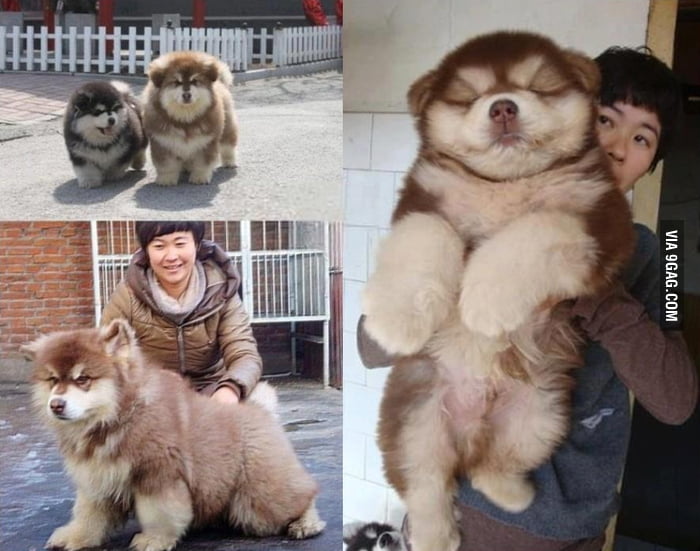 Look at this picture of a massive Chow Chow/ Siberian Husky mix!