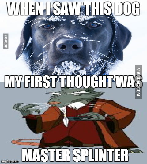 My first reaction when I saw that dog - 9GAG