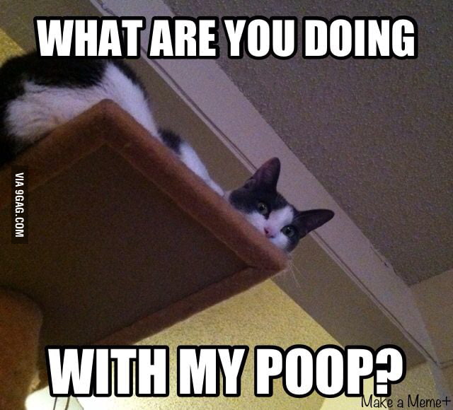 I imagine this is what all cats think from time to time... - 9GAG