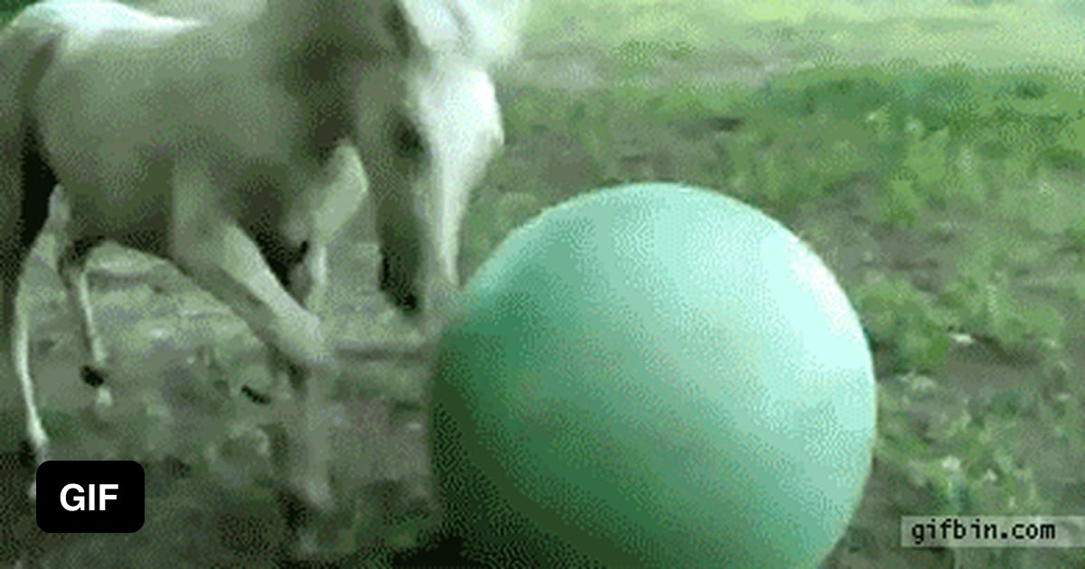 Horse Goes Balls Deep