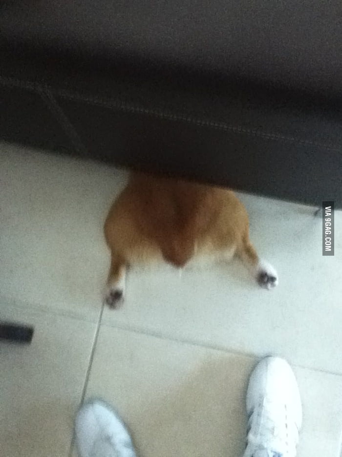 My dog trying to hide 9GAG