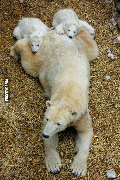 Plush pillow. - 9GAG