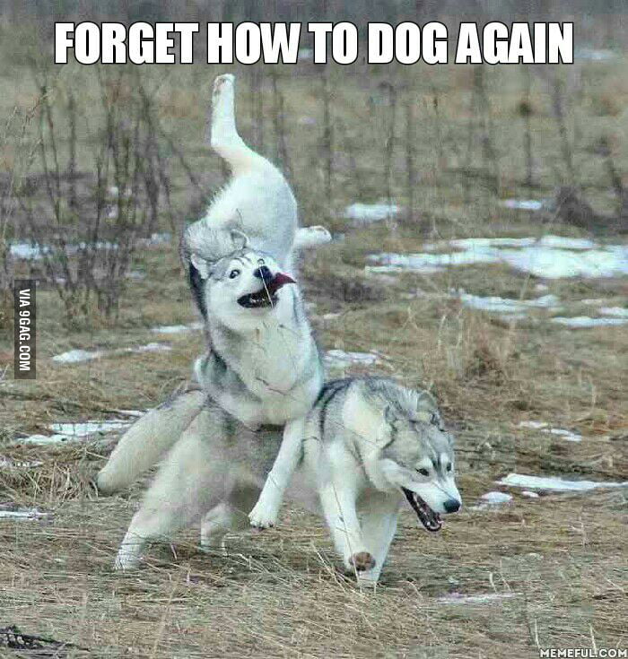 Damn It Moon Moon! - 9gag