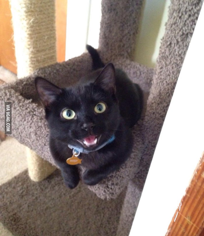 i-climbed-up-here-all-by-myself-9gag