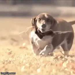 Basset Hound Running In Slow Motion Dog Is Not Overweight 9gag