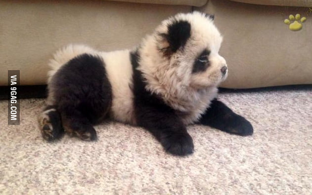 Panda? No, this is a Chow Chow Puppy! 9GAG