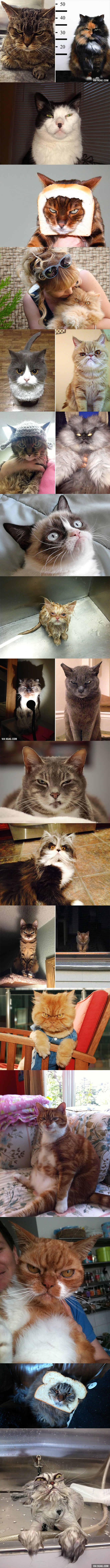 Cats Whose Death Stare Will Devour Your Soul