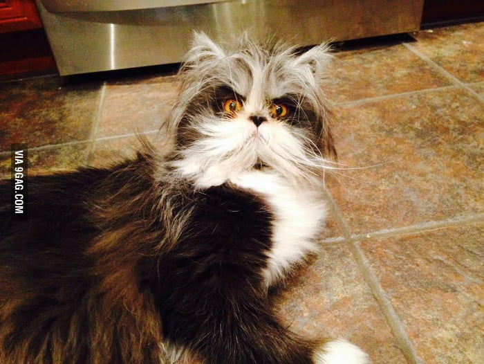 Atchoum, the cat that looks like an evil scientist. - 9GAG